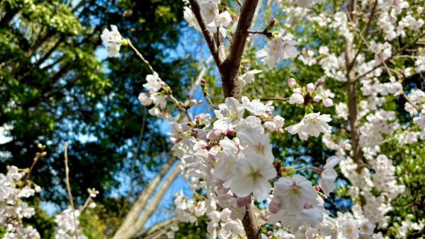 4月の様子🌸