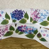 保護中： 太陽II🐸６月の活動の様子☔️