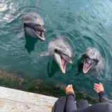保護中： 親子イベント🐬イルカセラピー🐬
