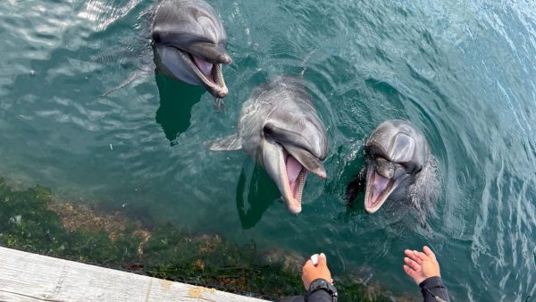 親子イベント🐬イルカセラピー🐬